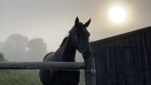 Moyra Davey Still from Horse Opera 03